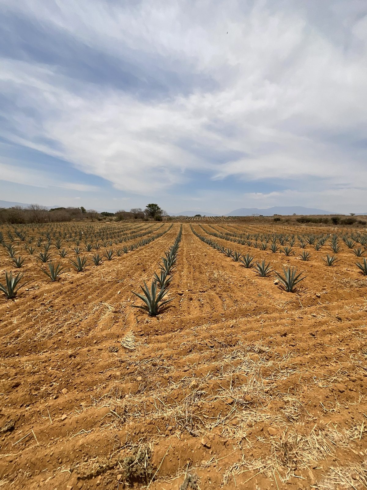 Finca Vicente García - fotografía