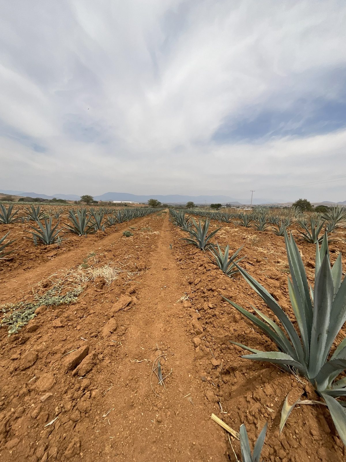 Finca Vicente García - fotografía