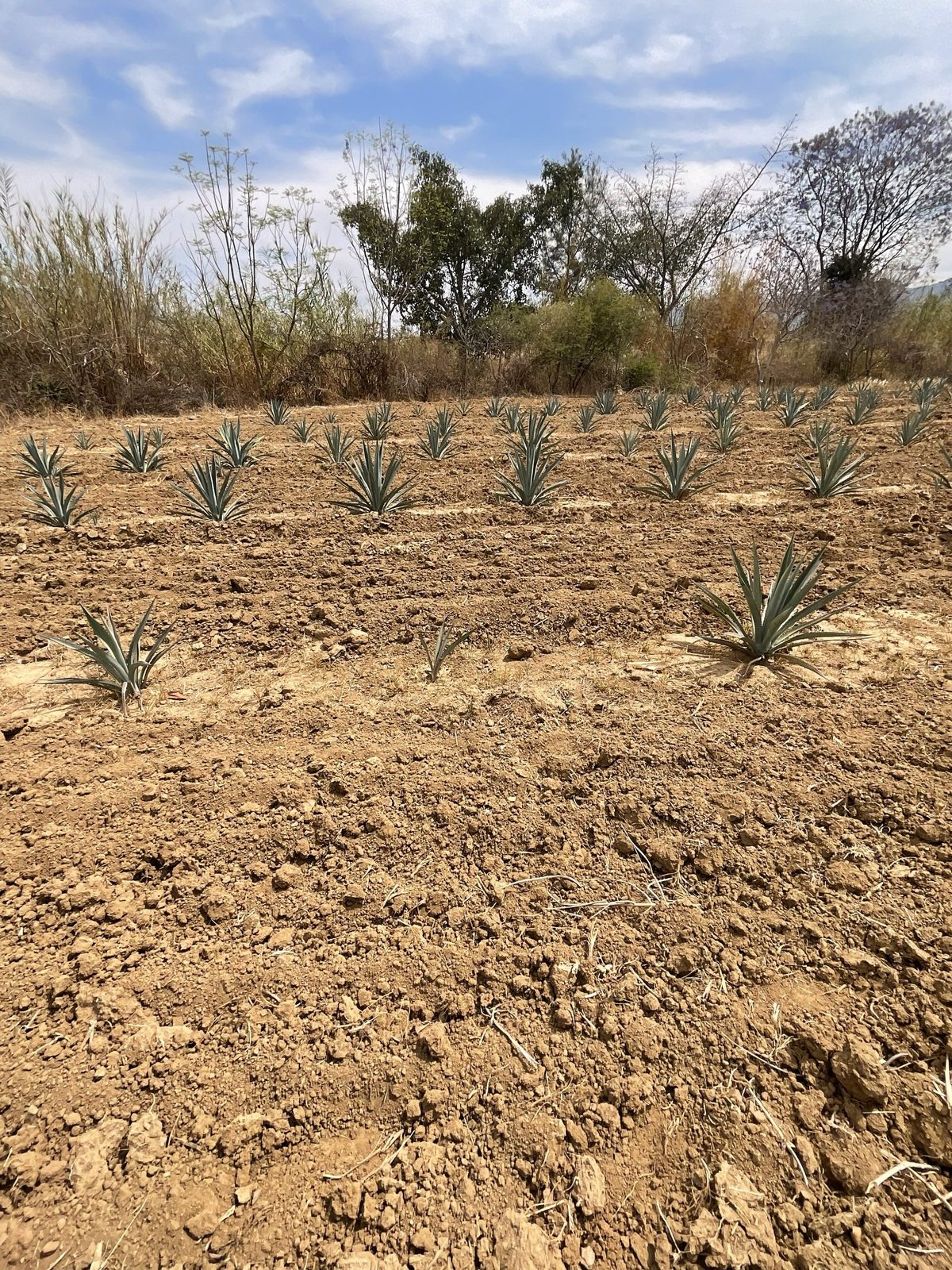 Finca Vicente García - fotografía