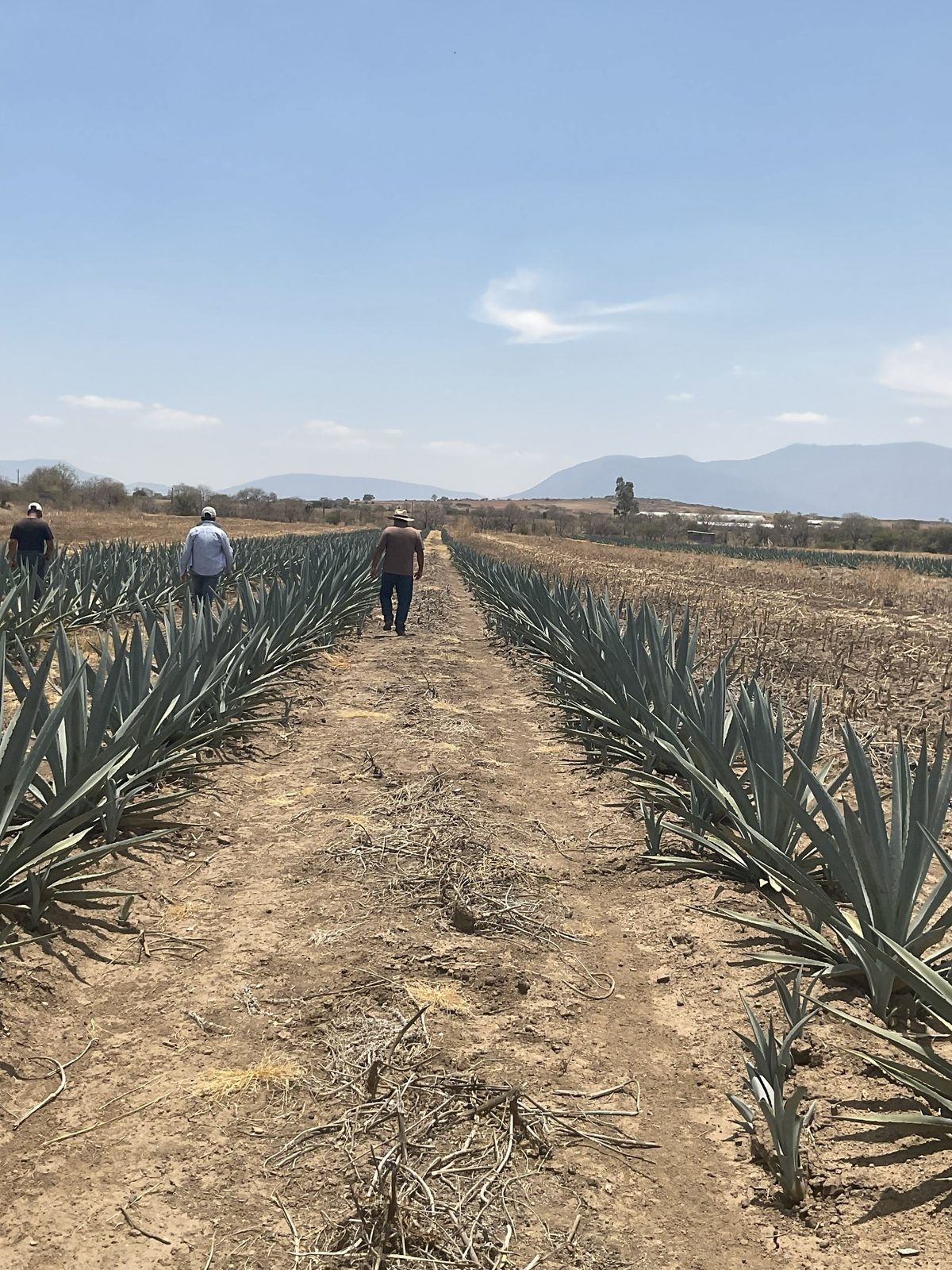 Finca Vicente García - fotografía